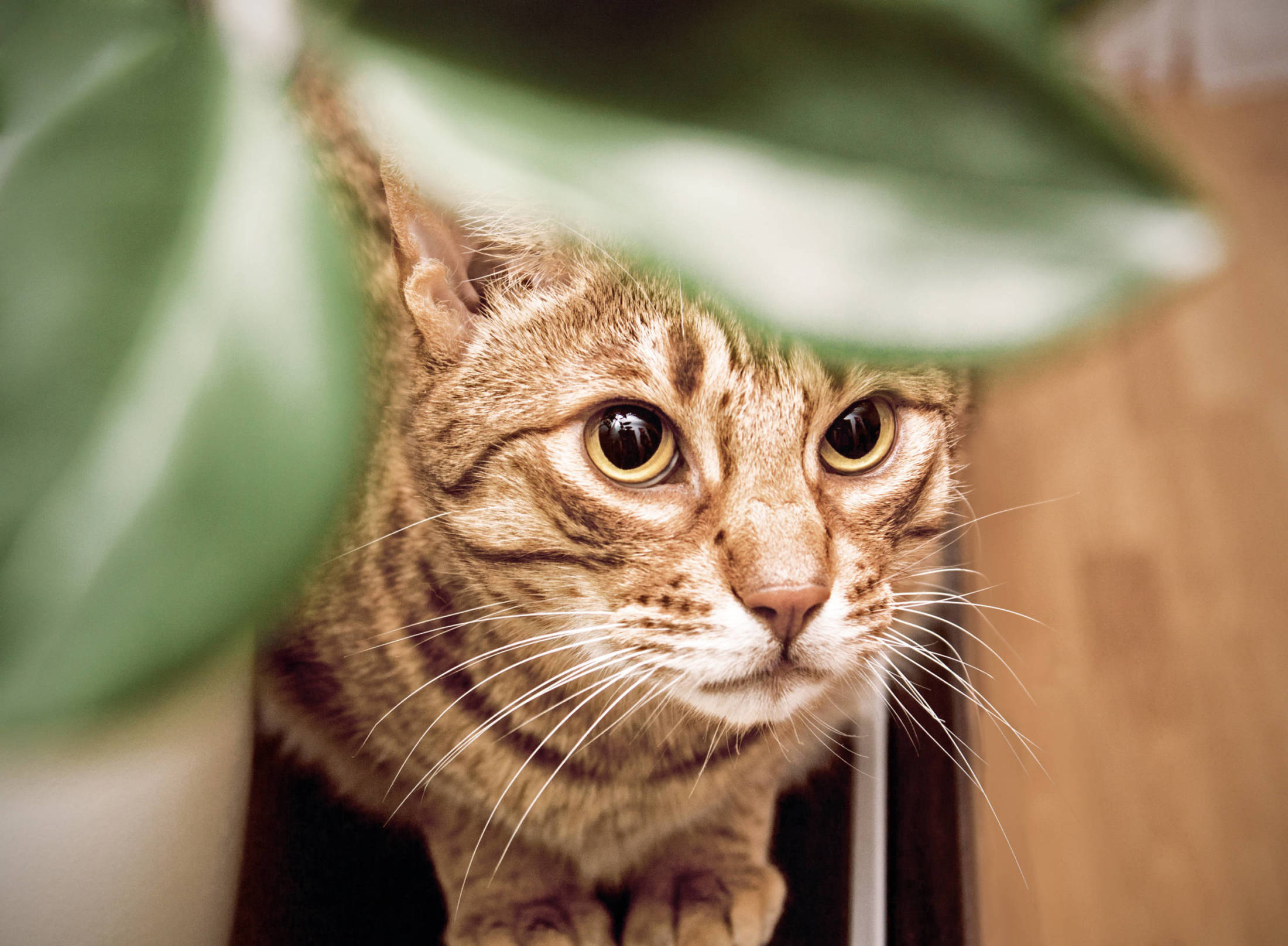 Olej CBD dla lękliwych kotów. Odkryj jego lecznicze właściwości