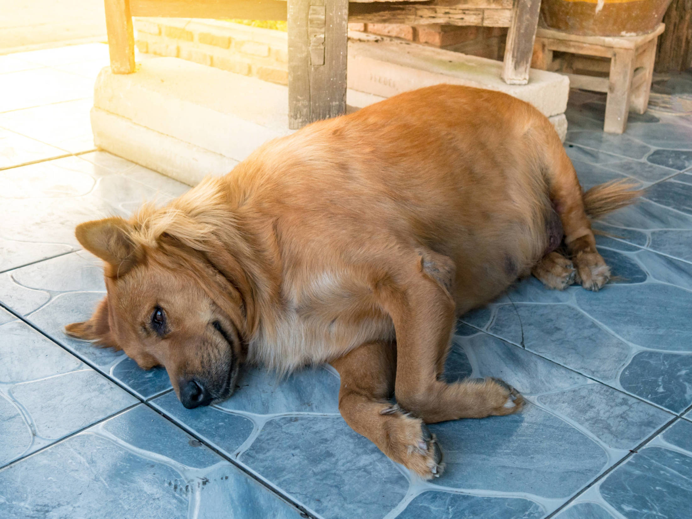 Choroba Cushinga u psa - jak olejek CBD pomaga w walce z zespołem