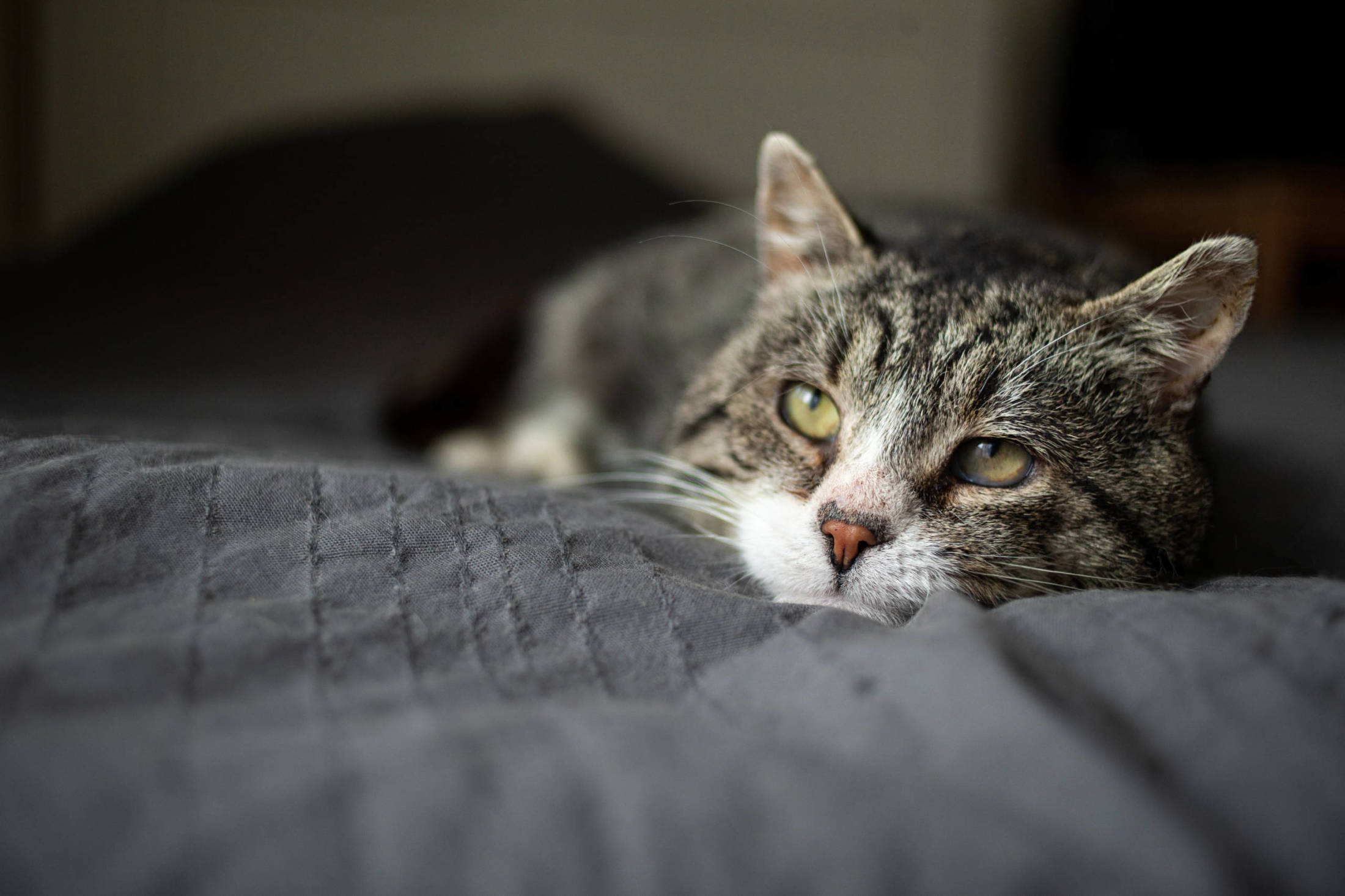 Olej CBD dla kotów chorych na raka. Dlaczego kannabinoidy mogą pomóc?