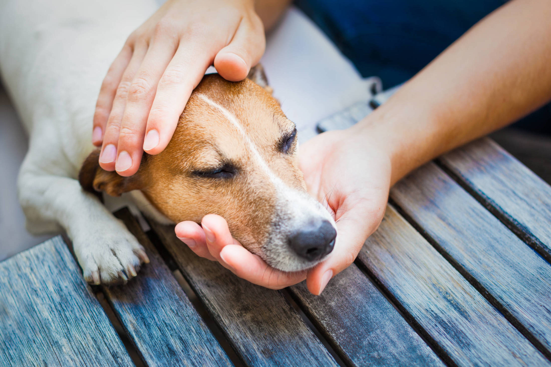 Padaczka u psa. Poznaj przyczyny, objawy i sposoby leczenia
