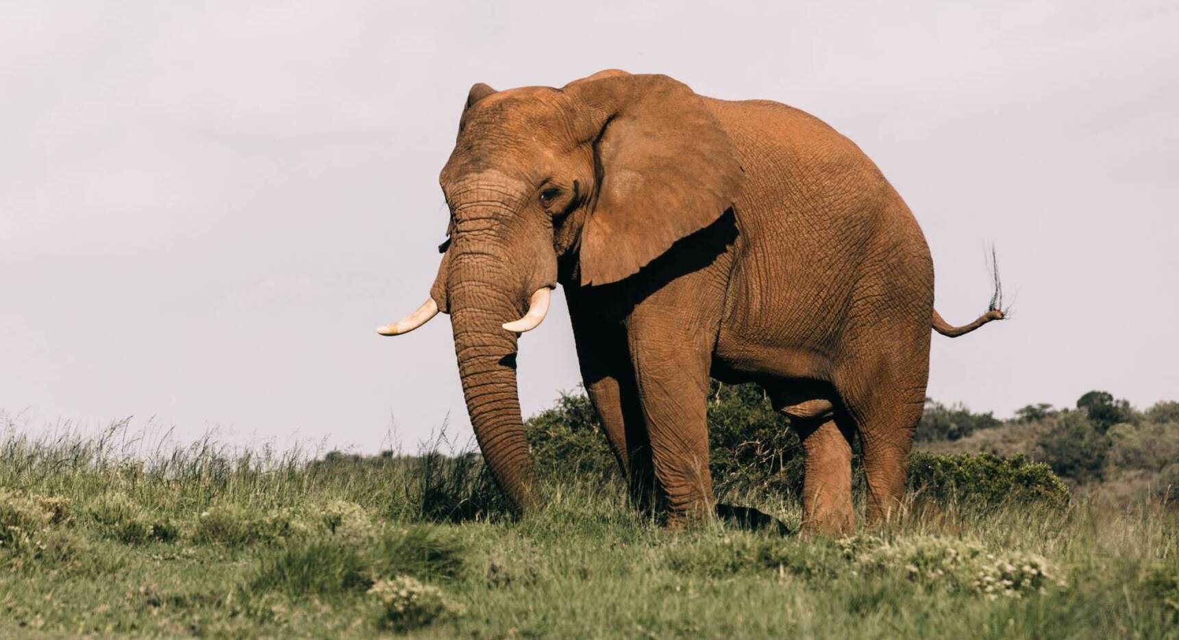 CBD dla słoni w ZOO. Ma im pomóc w redukcji stresu