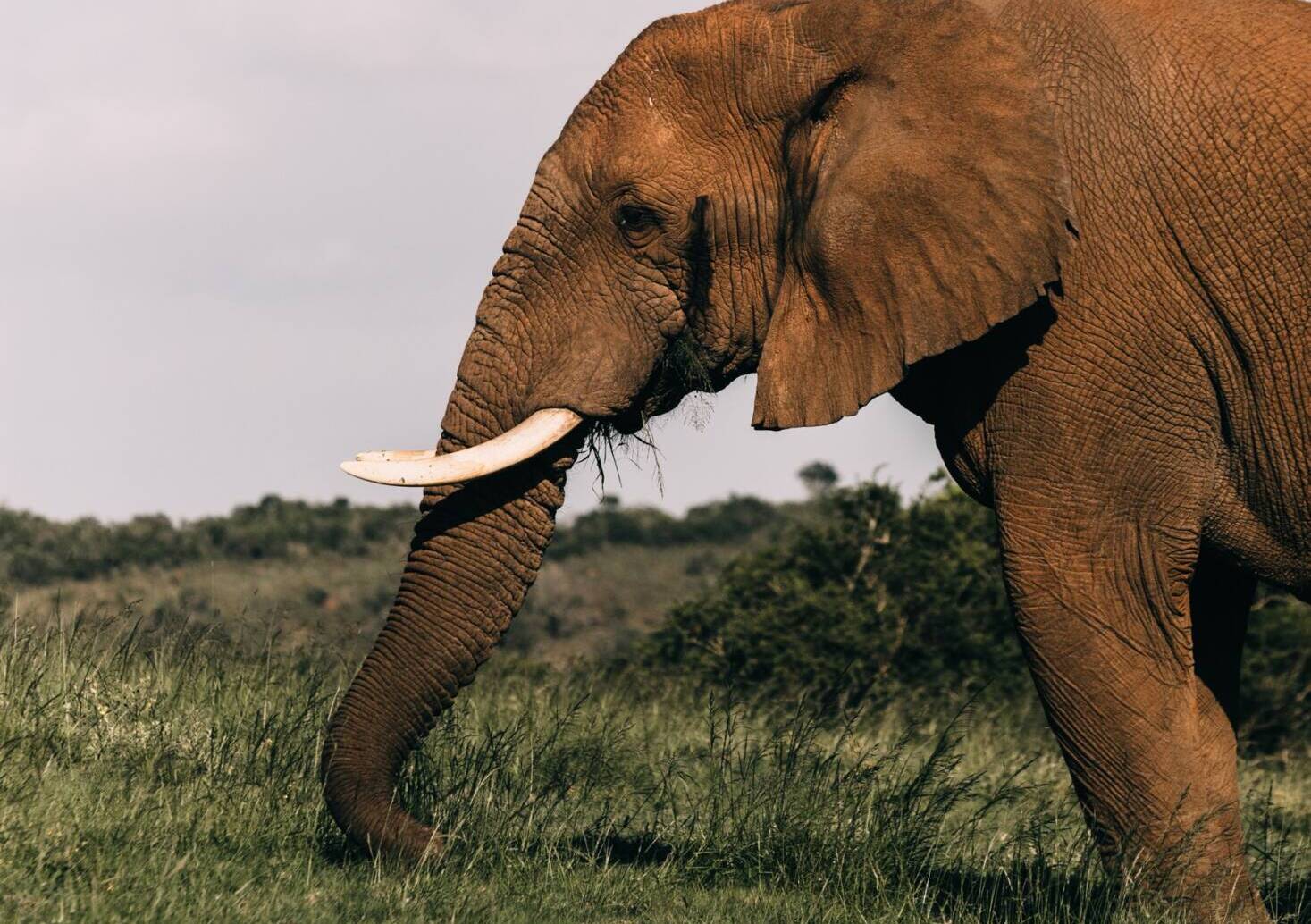 Warszawskie ZOO wprowadza olejek CBD do codziennej diety słoni. Ma im pomóc w redukcji stresu