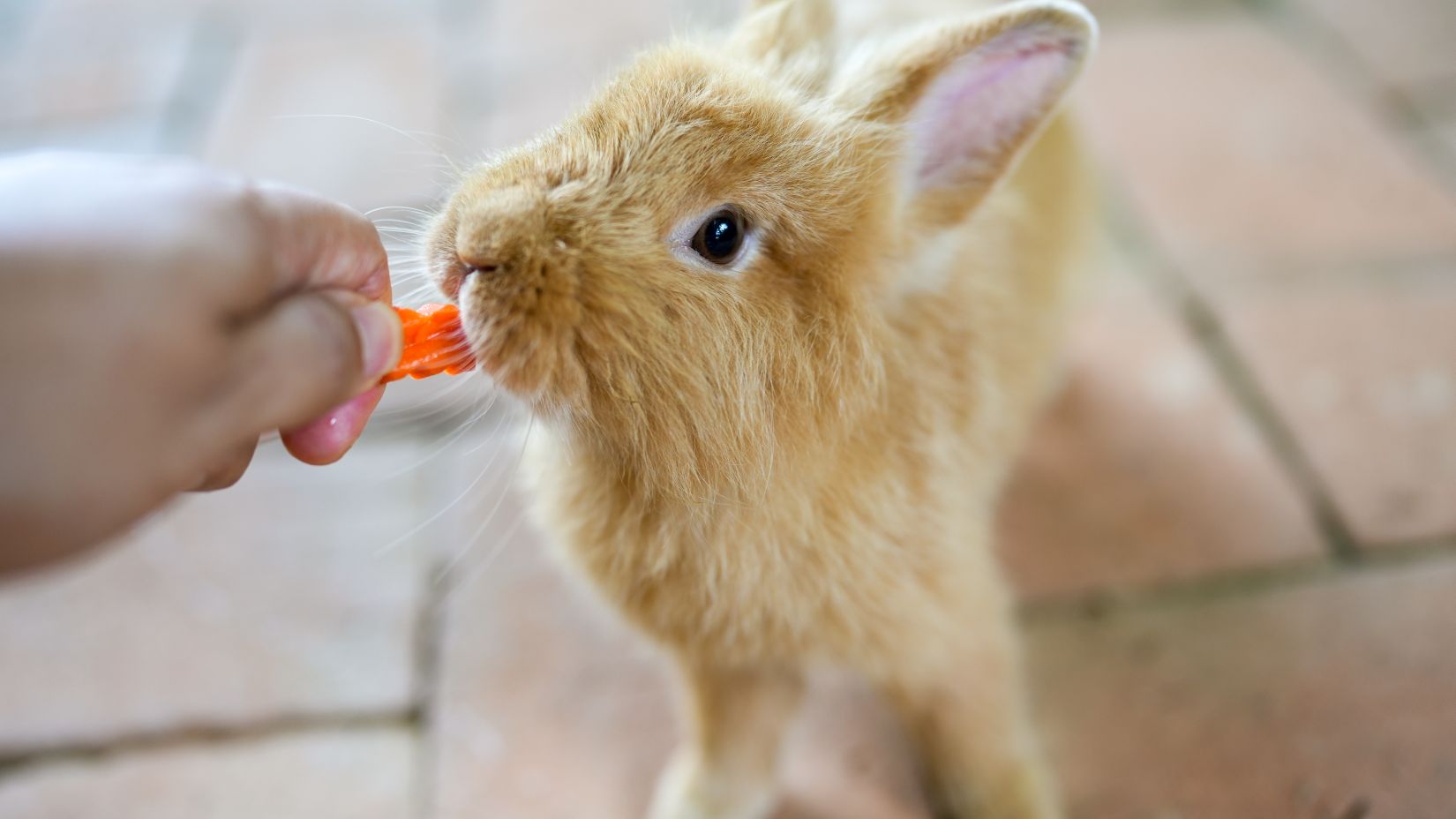 Czym karmić króliki, aby zapobiec chorobom?