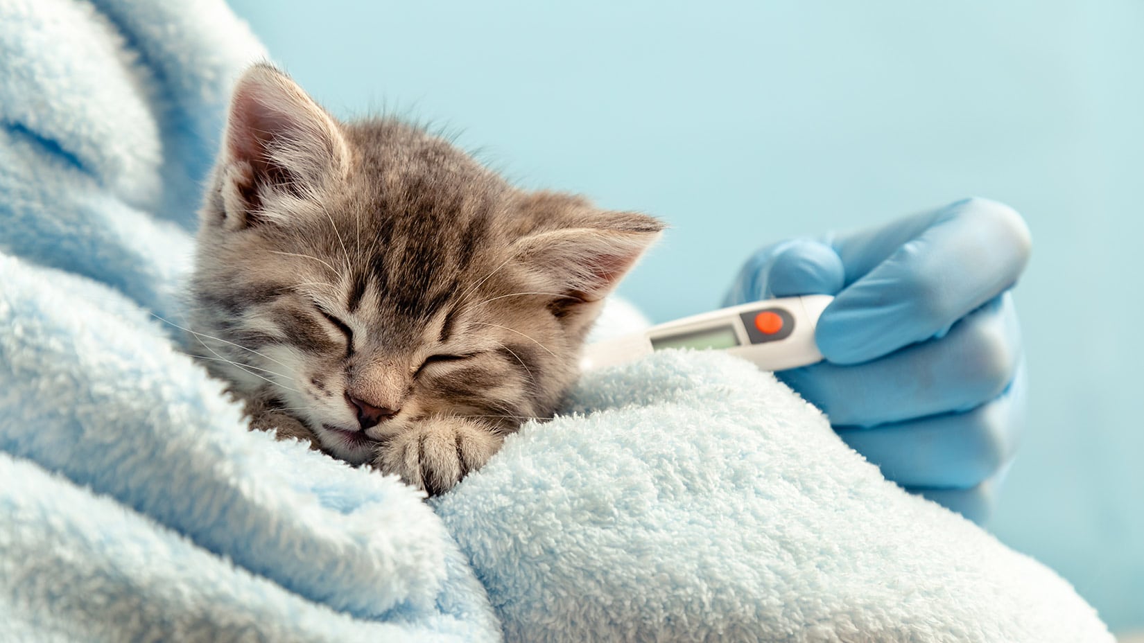 Zapalenie jelit u kota – Objawy i leczenie