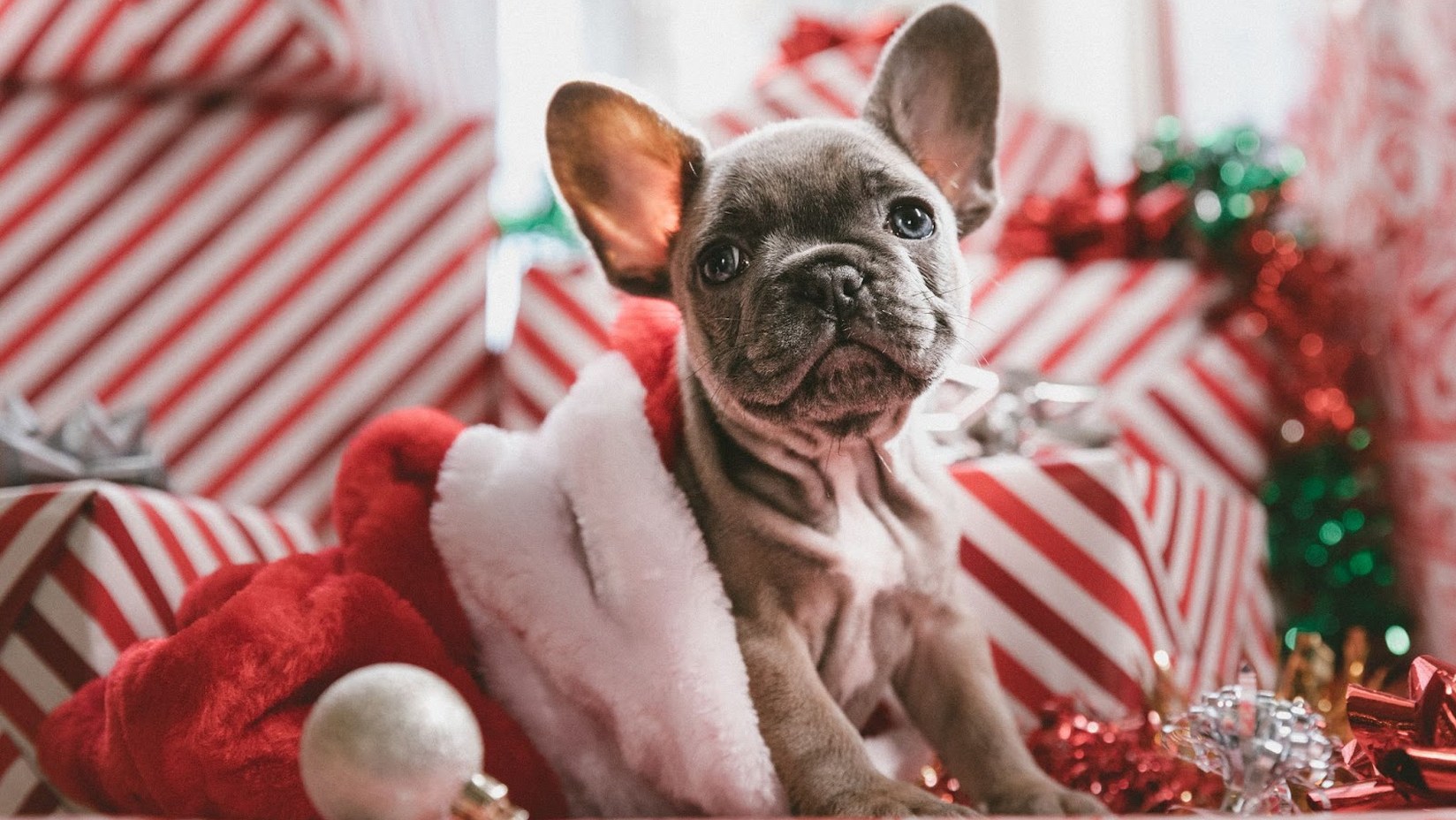 Co podarować psu na święta? 4 pomysły na prezenty świąteczne dla zwierząt