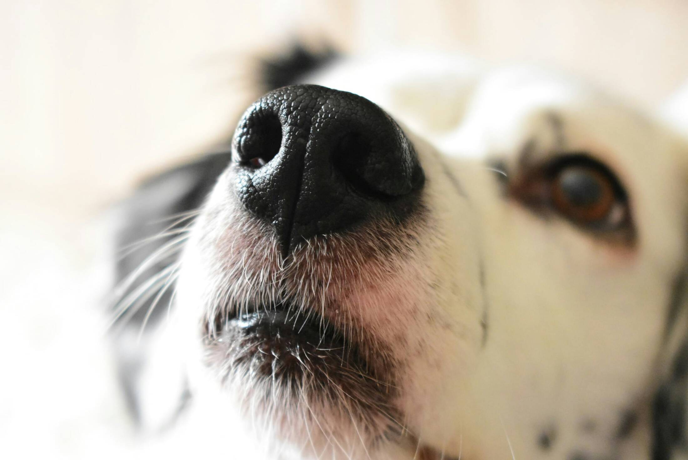 Nosówka – jak ją rozpoznać i leczyć? Rokowanie psa z nosówką