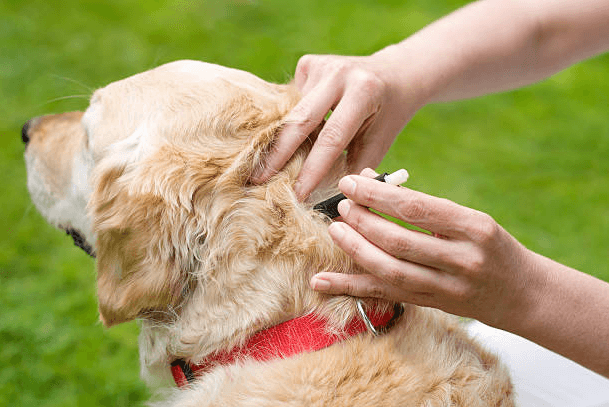 Kleszcz u psa – wyciąganie Usuwanie kleszcza u psa za pomocą pompki