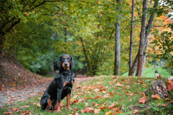 Pies w lesie Psy przebywające w lasach i na łąkach są narażone na kleszcze