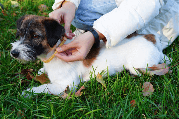 Obroża przeciwkleszczowa dla psa Prawidłowe zakładanie obroży przeciwkleszczowej u małego psa 