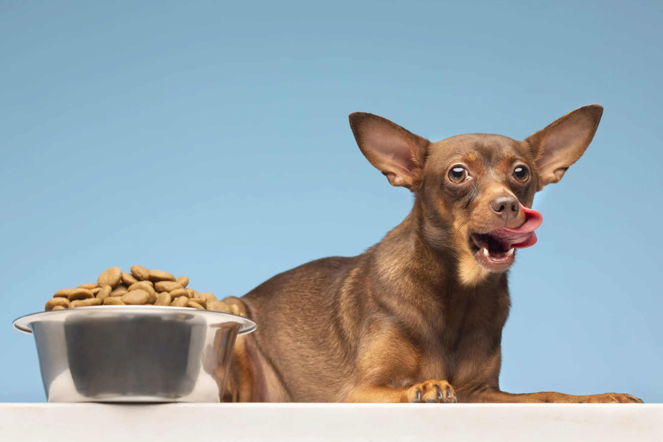 Witaminy dla psa w karmie Komercyjna karma dobrej jakości jest dobrym źródłem witamin