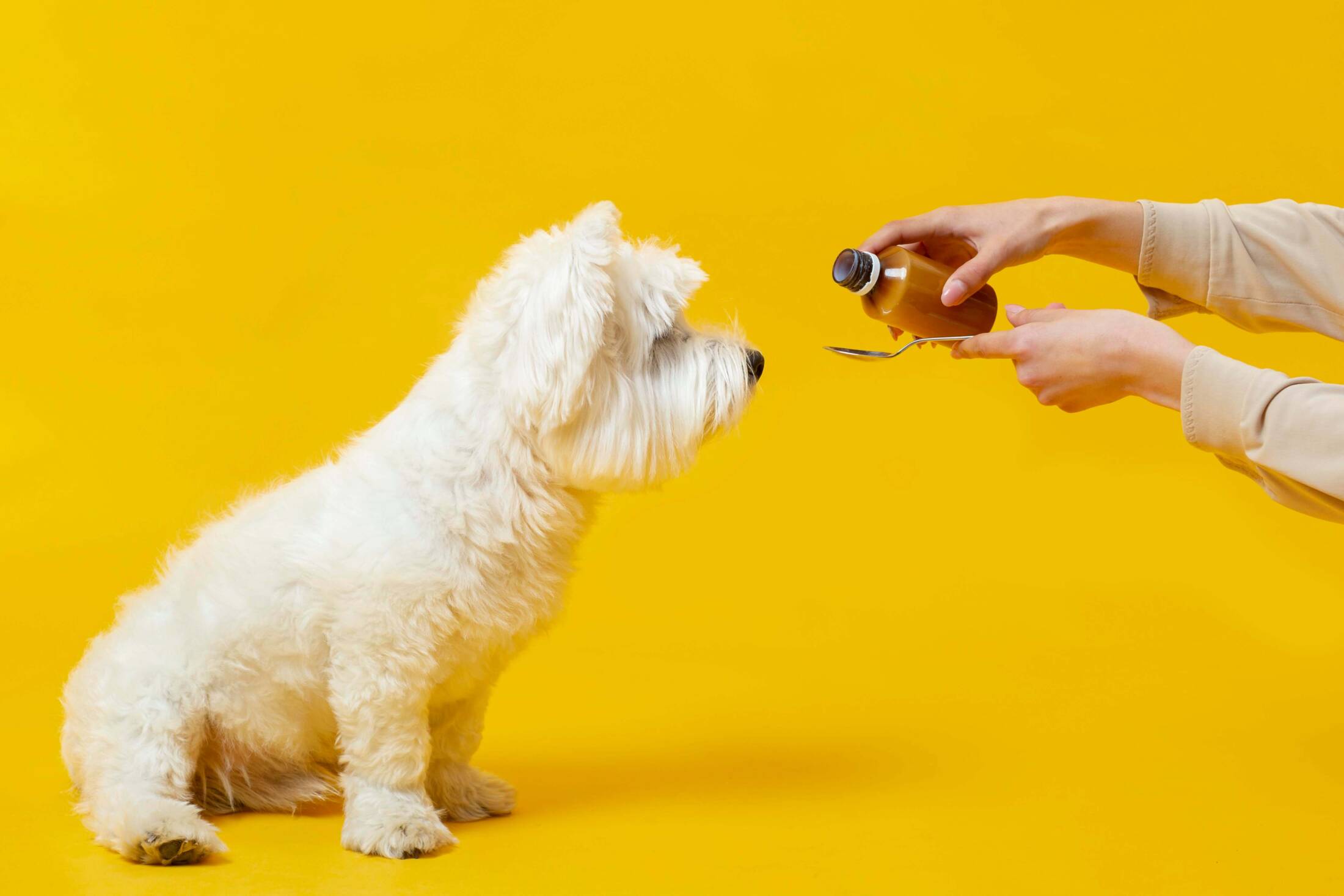 Witaminy dla psów – czy Twój pies potrzebuje suplementów?