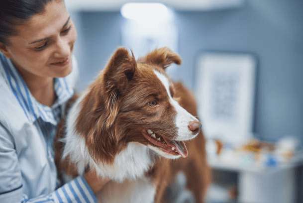 Lekarz weterynarii Pies z robakami w gabinecie weterynaryjnym