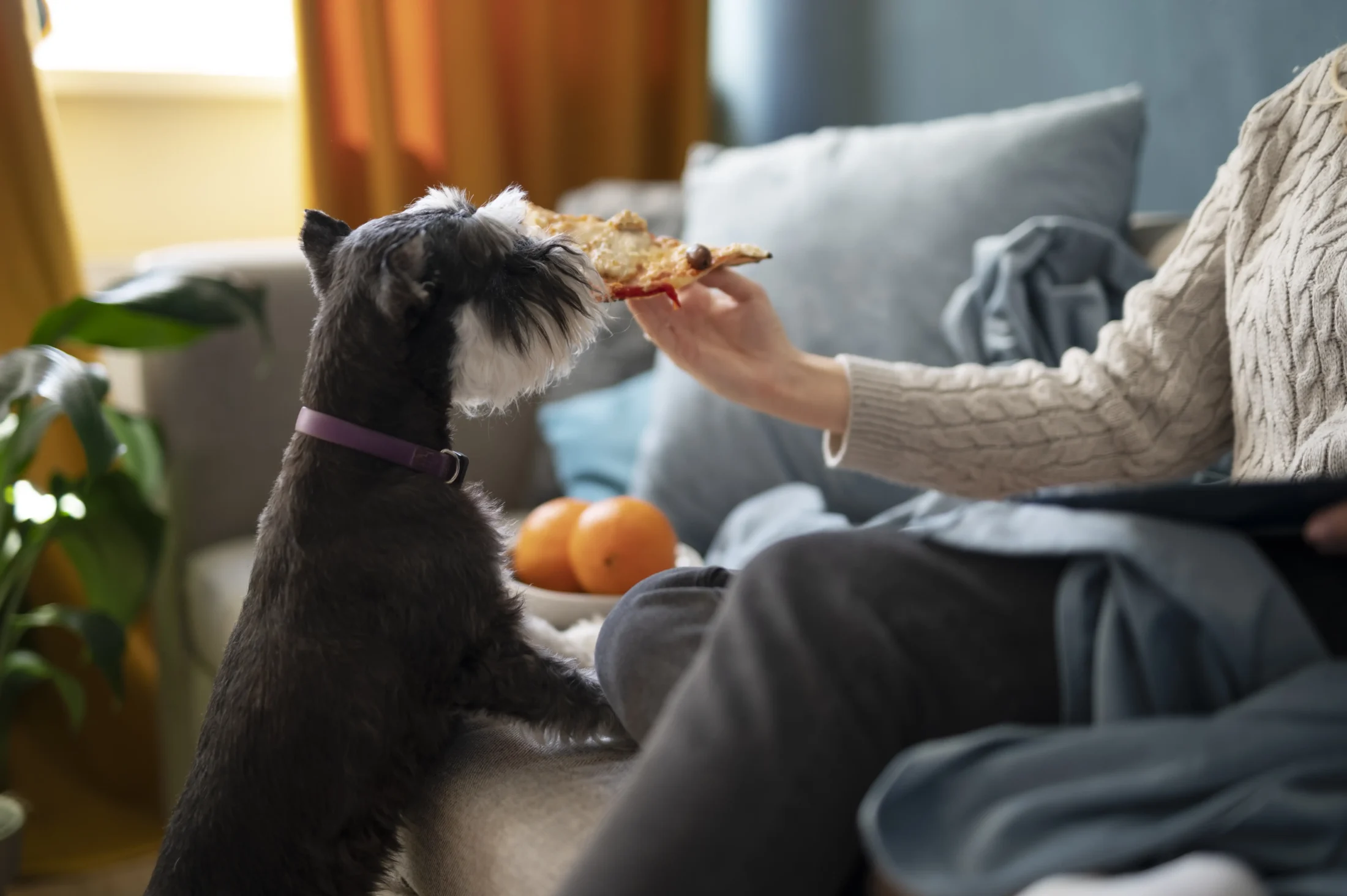 Pies jedzący pokarm dla ludzi Jedzenie przeznaczone dla ludzi jest szkodliwe dla psów