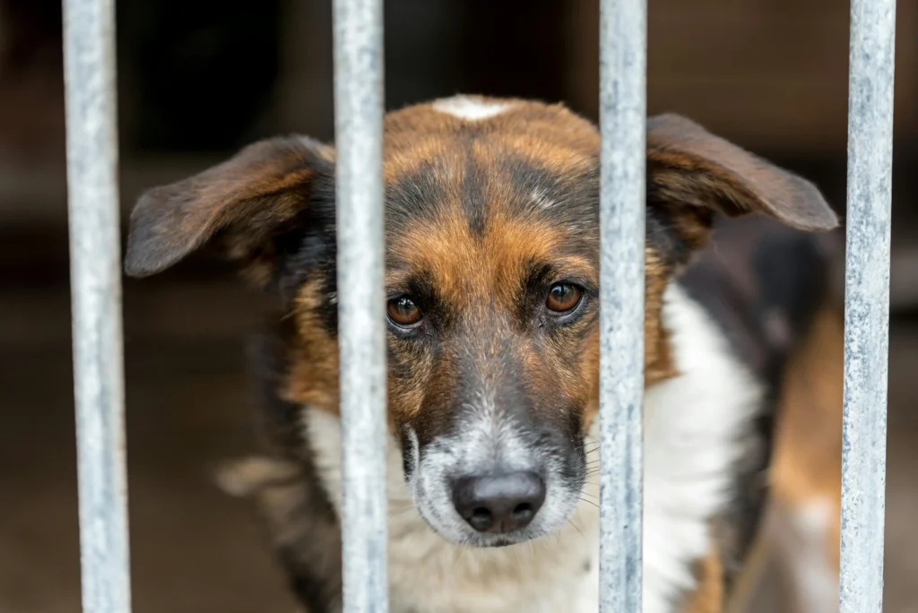 Pies w zamknięciu Choroby skóry u psów często występują u zwierząt trzymanych w złych warunkach