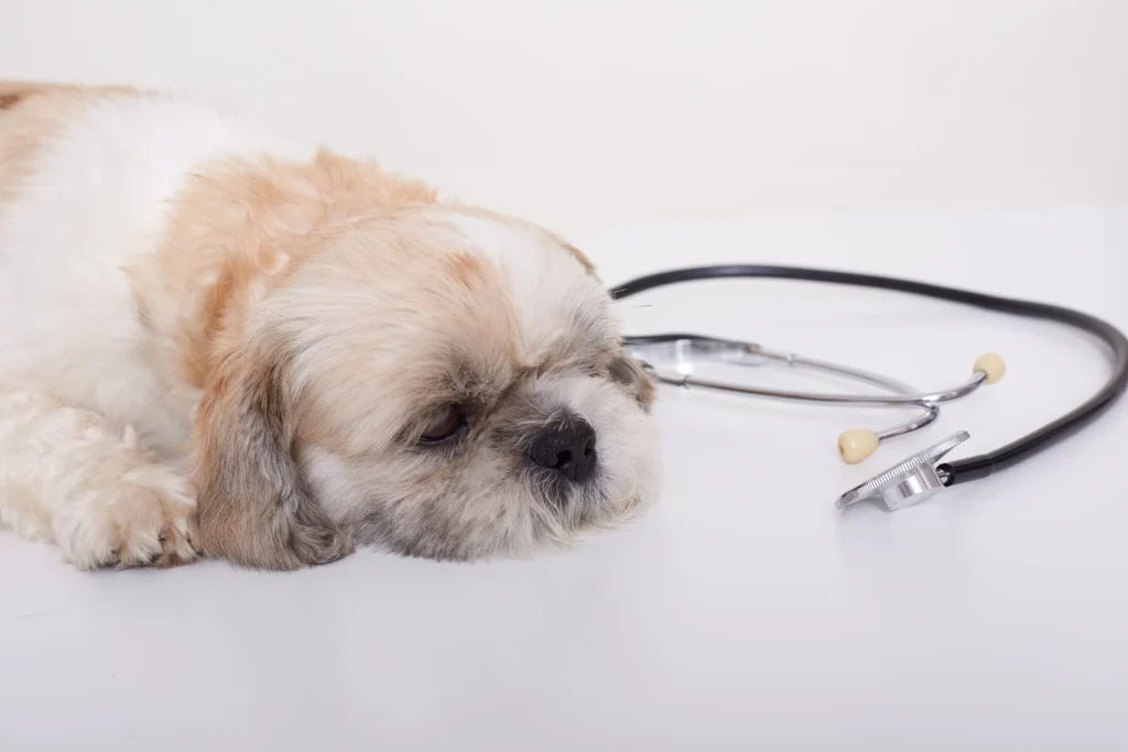 Choroby skóry u psów – leczenie Pies z chorobą skóry leżący obok stetoskopu u lekarza weterynarii