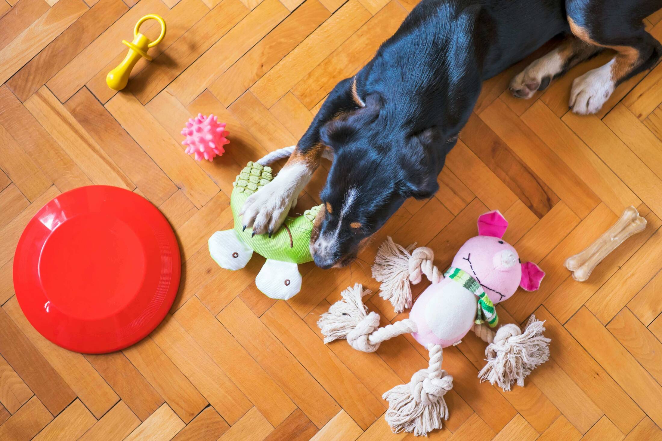 Zabawki do gryzienia dla psa Pies powinien mieć do wyboru różne zabawki do gryzienia