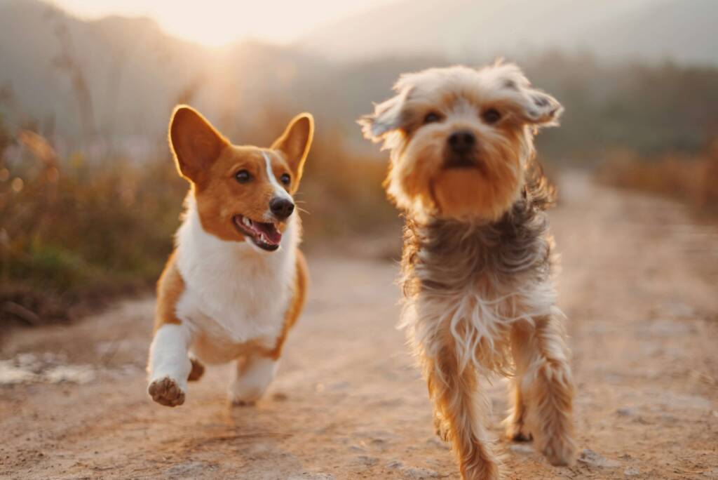 Małe rasy psów Corgi i york – popularne małe rasy psów