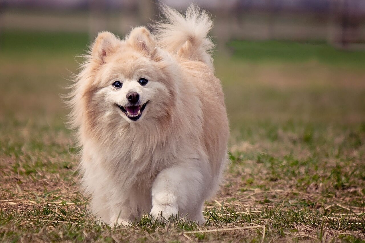 Szpic miniaturowy Pomeranian – mała, długowłosa rasa psa 