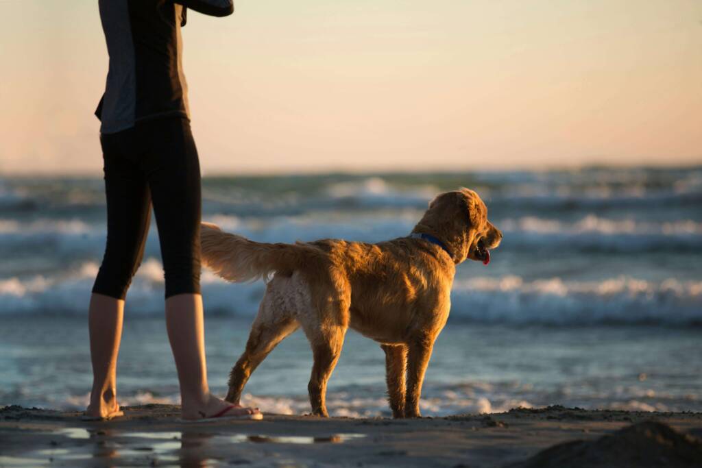 Lato z psem nad morzem Pies i jego opiekun stoją nad brzegiem morza