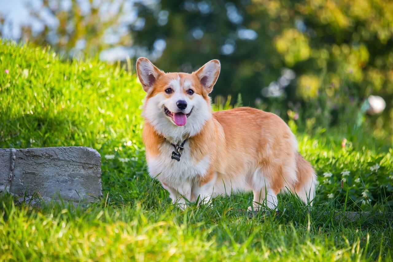 Pies corgi Pies corgi – królewska mała rasa psa 