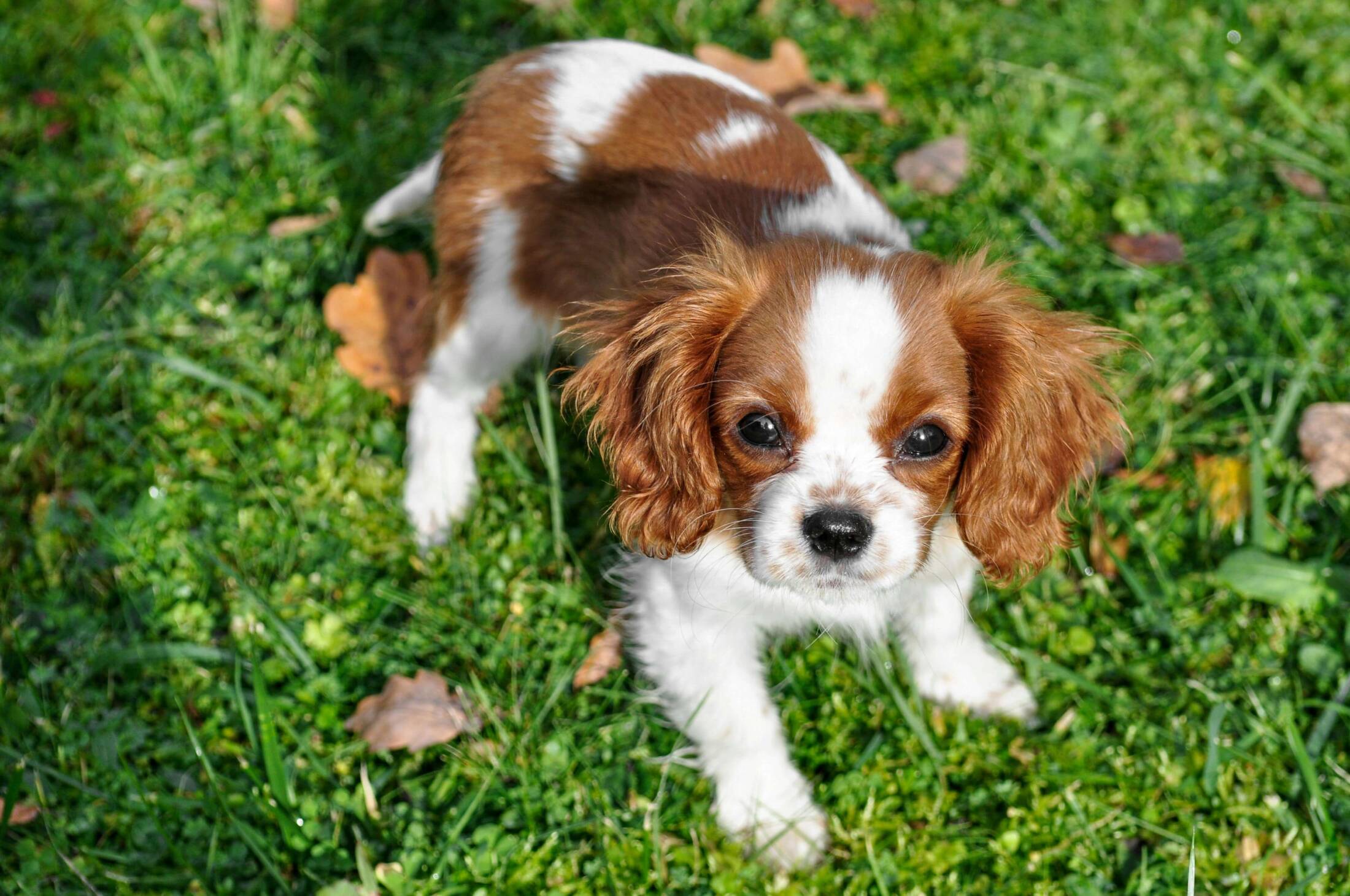 Cavalier King Charles spaniel Cavalier King Charles spaniel – mały pies z długimi uszami 