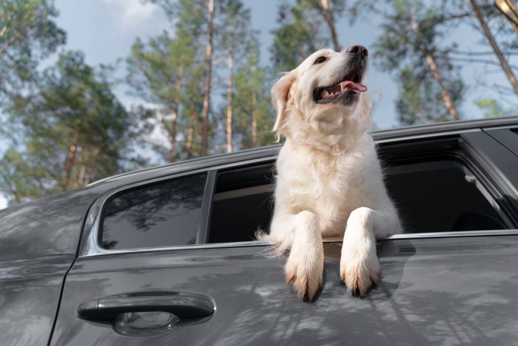 Pies w samochodzie Niektóre psy kochają podróżować i oglądać świat przez otwarte okno