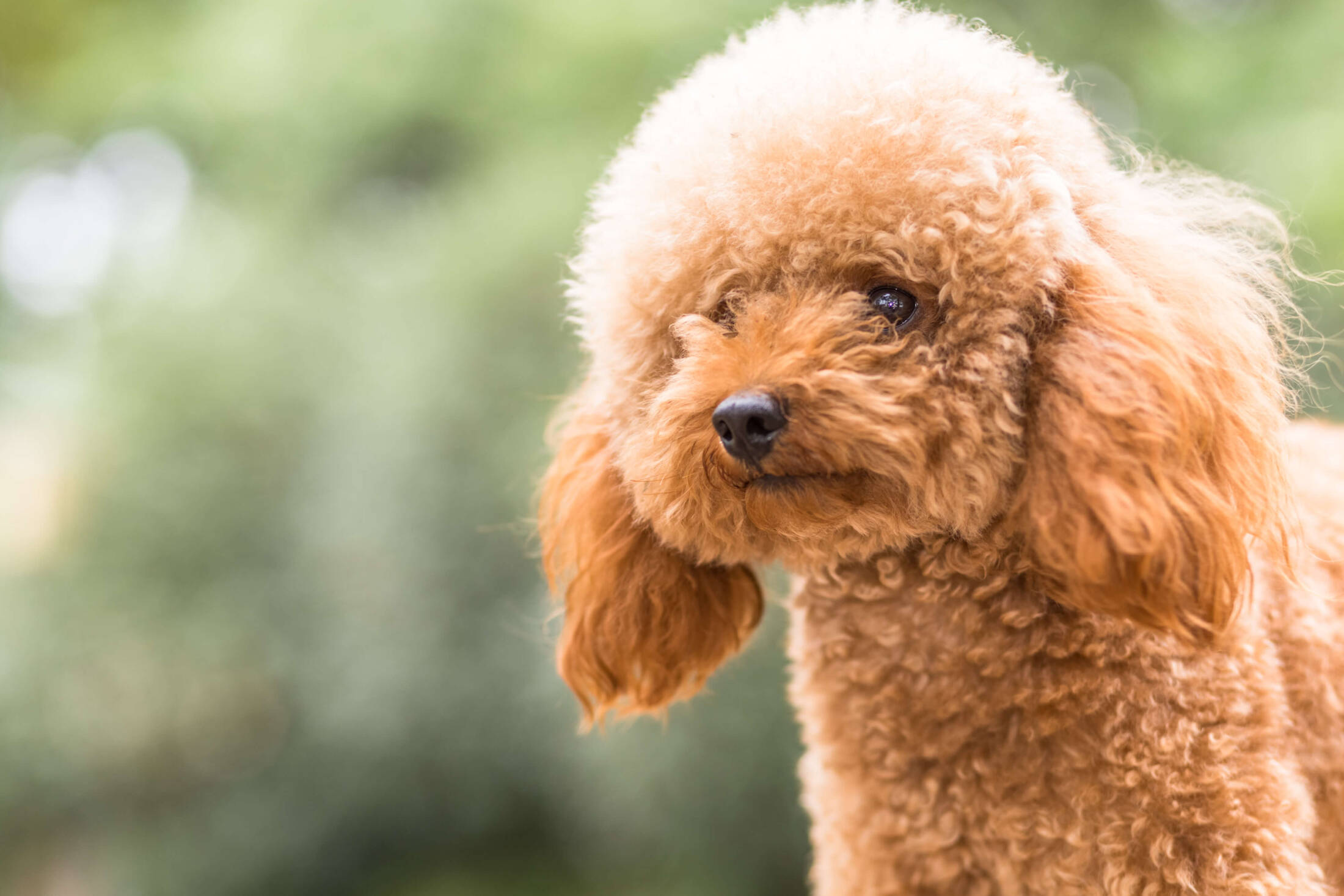 Pudel miniaturowy Toy poodle, czyli malutki pudel zabawkowy 