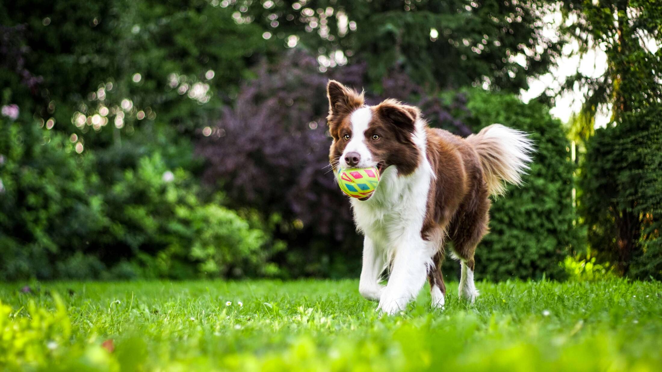  Border collie Border collie – kula energii, idealny pies dla aktywnych