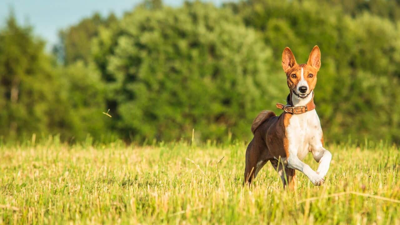 Basenji Basenji – średnia rasa psa, która jodłuje zamiast szczekać