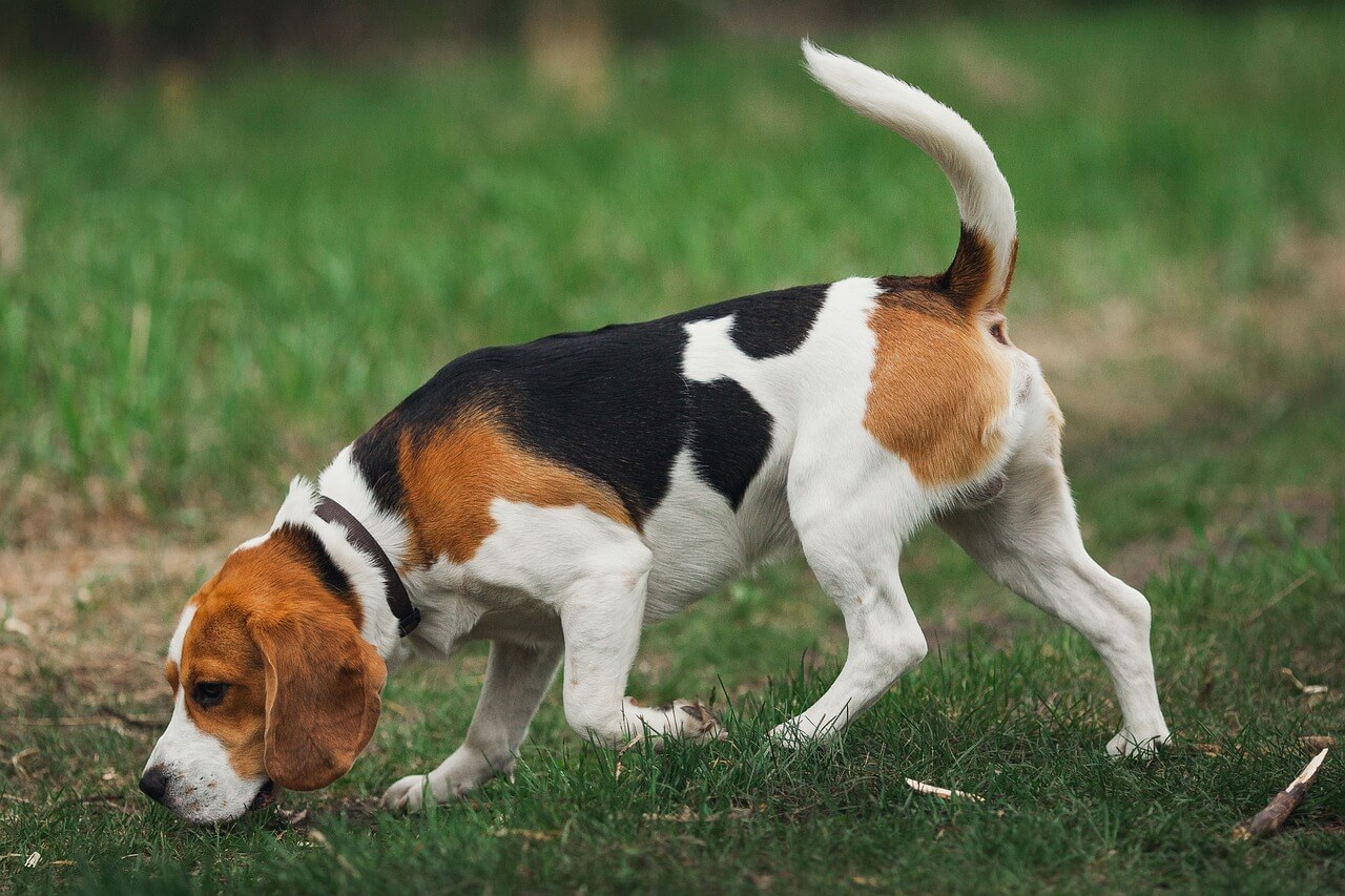 Beagle Beagle – uparty, ciekawski i bardzo towarzyski pies gończy