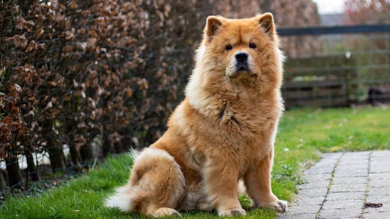 Chow chow Chow chow – pies średniej wielkości z grzywą lwa