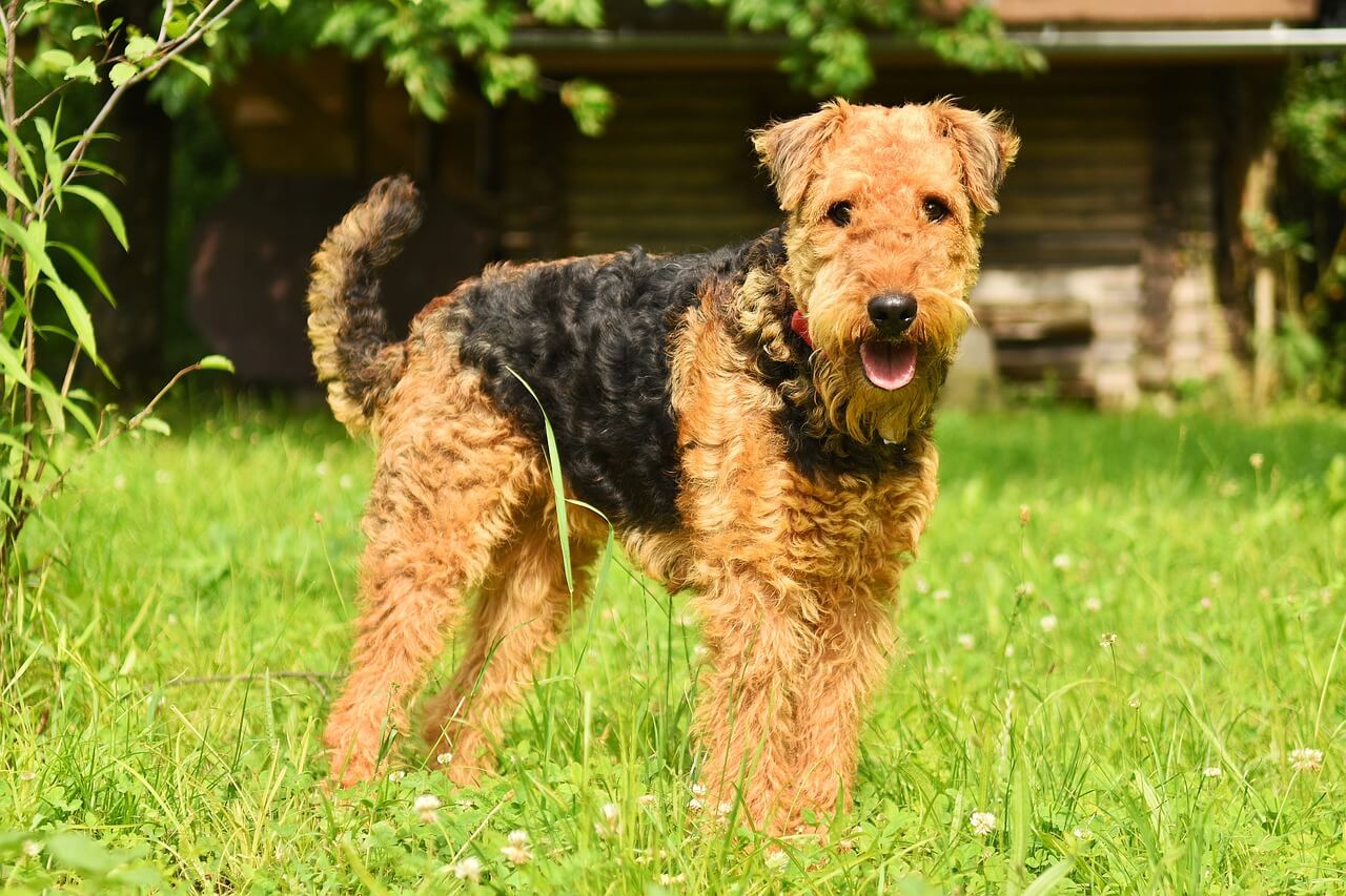 Airedale terier Airedale terier – „Król terierów”, największy z tego rodzaju psów