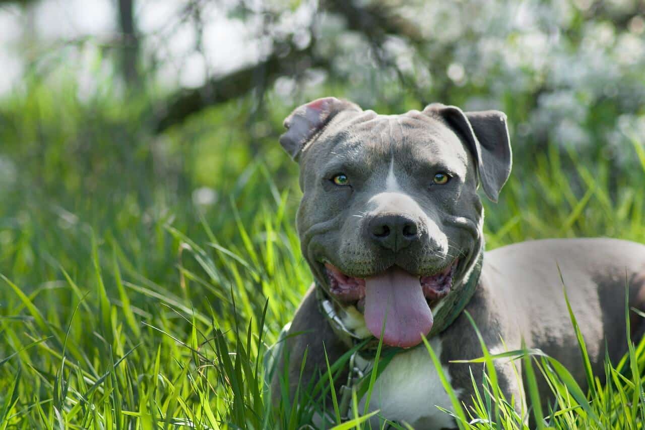 American Staffordshire terier (amstaff) Amstaf – dużo bardziej sympatyczny niż sugeruje jego reputacja