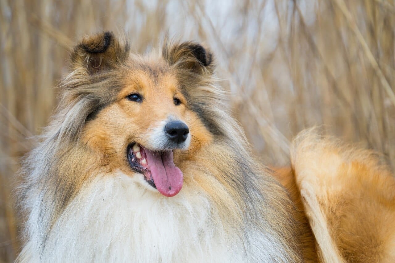 Owczarek szkocki collie Owczarek szkocki collie – oddany i lojalny niczym „Lassie”