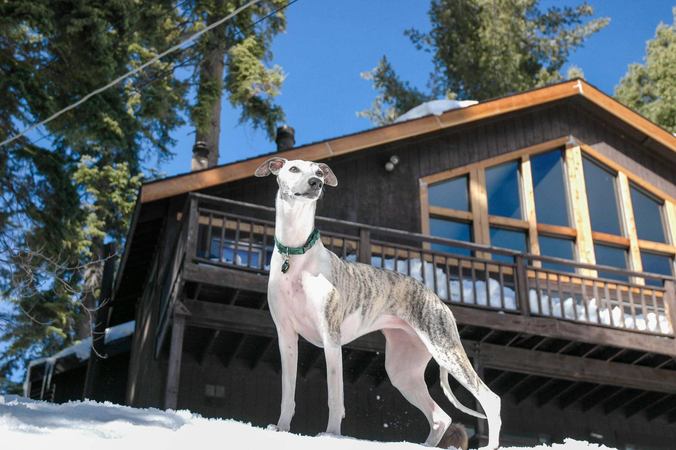 Chart angielski whippet Chart angielski whippet – smukły, krótkowłosy pies średniej rasy