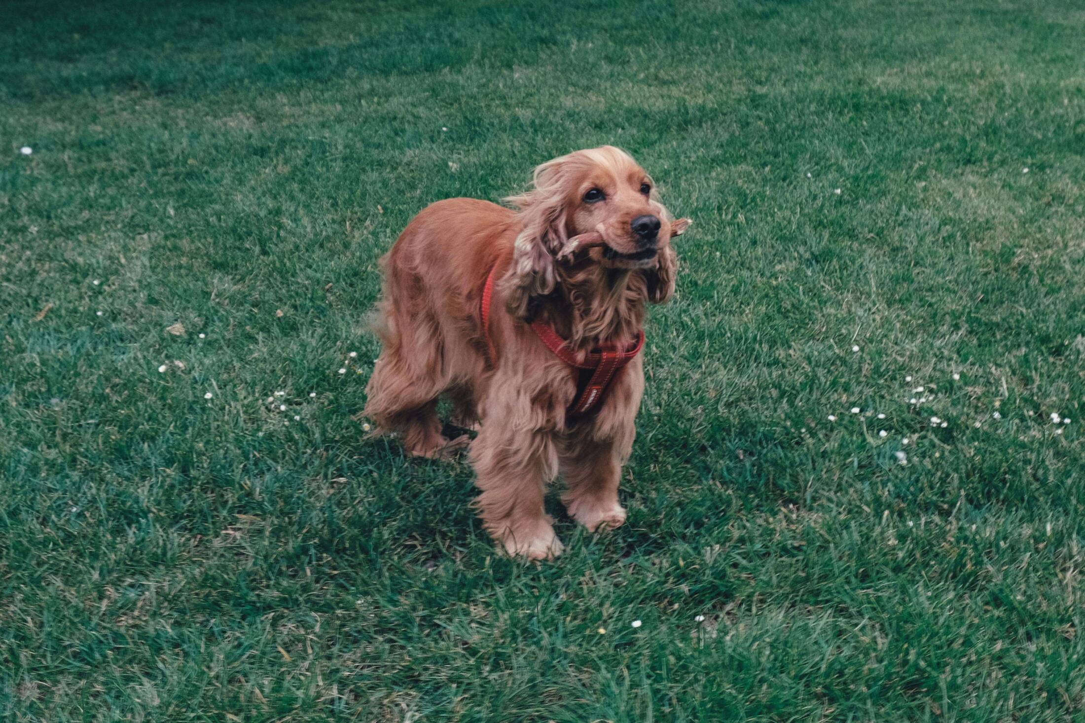 Cocker spaniel Cocker spaniel – elegancki wygląd z falującą sierścią