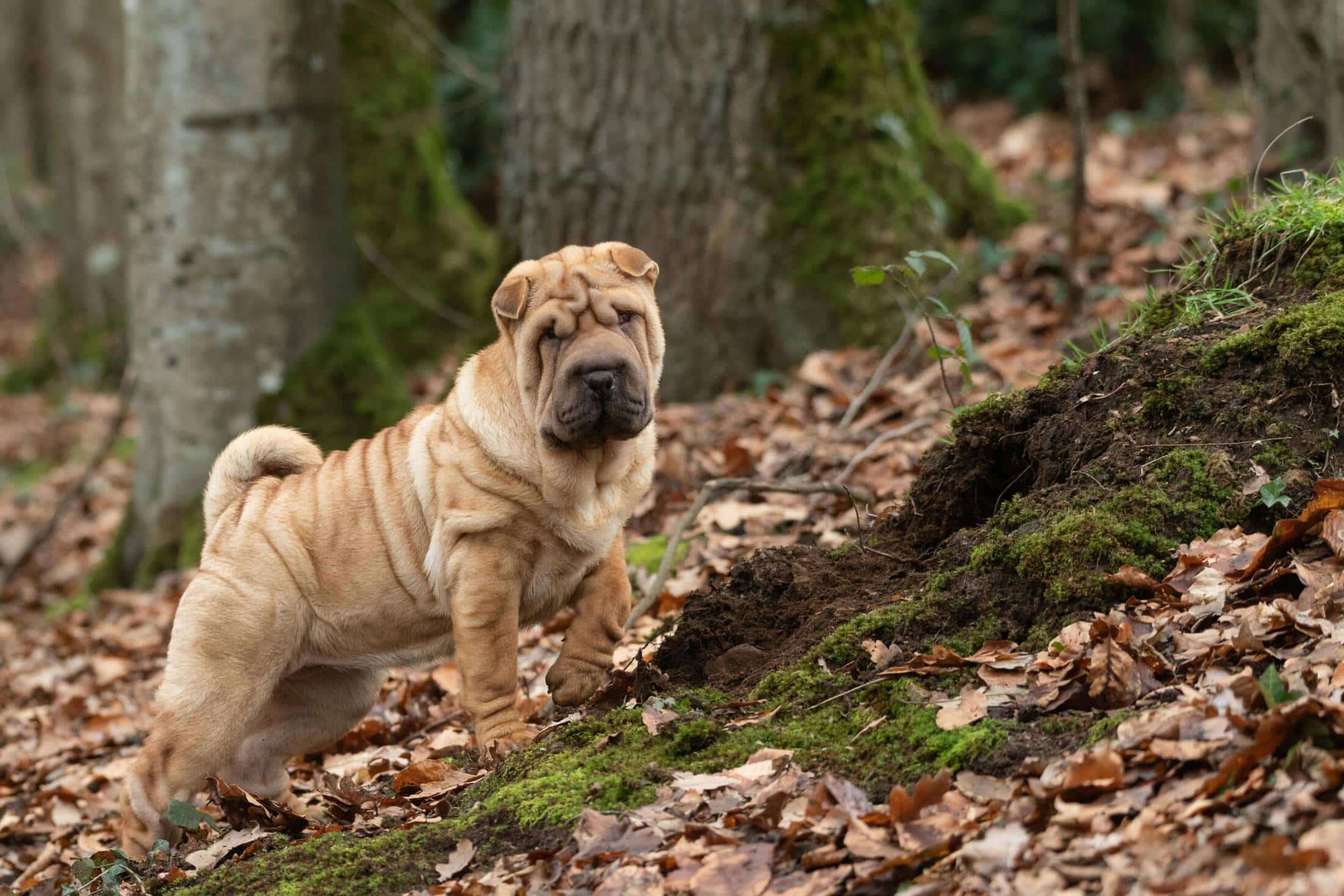 Shar pei Shar pei – „pomarszczona” średnia rasa psa