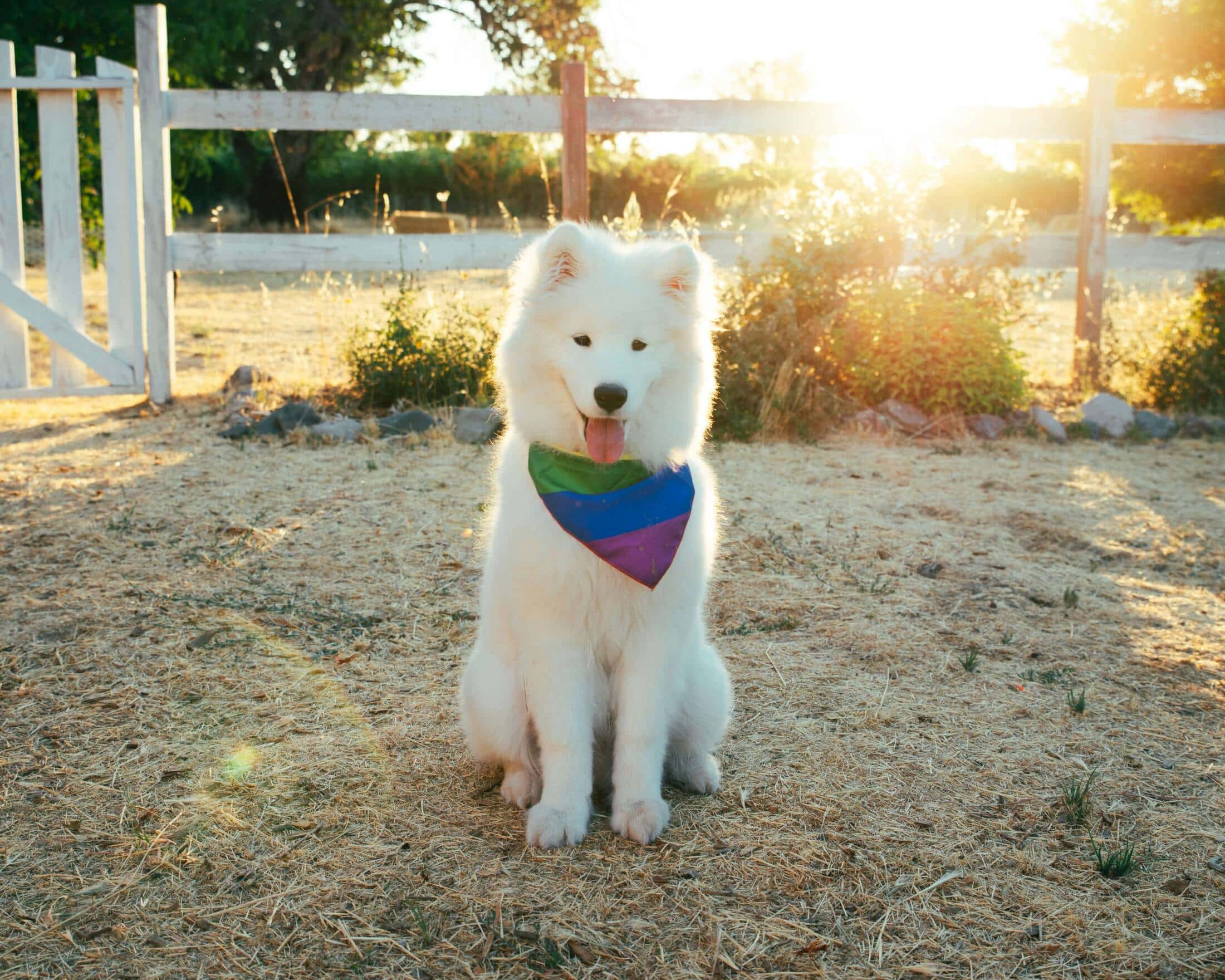 Samojed Samojed – pies średniej rasy puszysty niczym biała chmurka