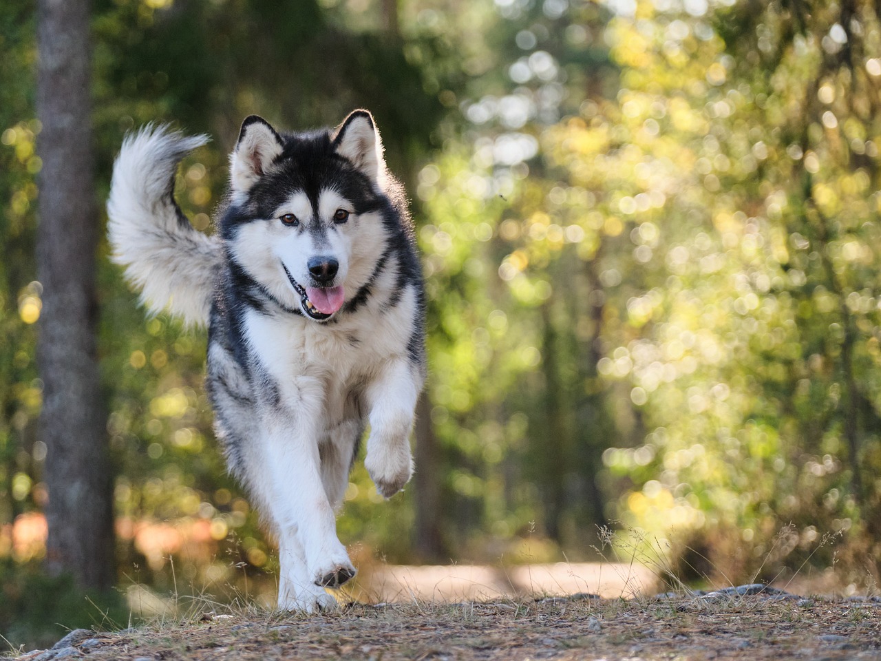 Alaskan malamut