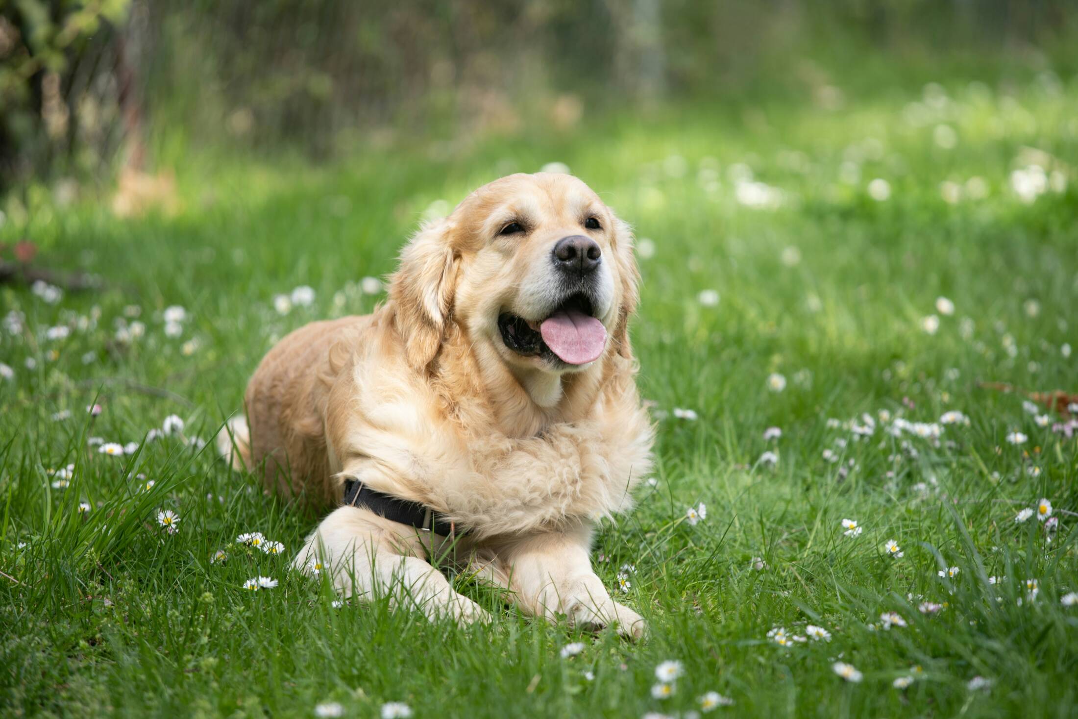 Golden retriever