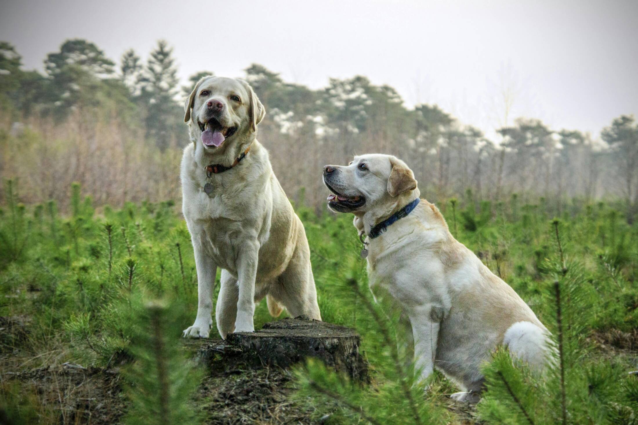 Labrador retriever