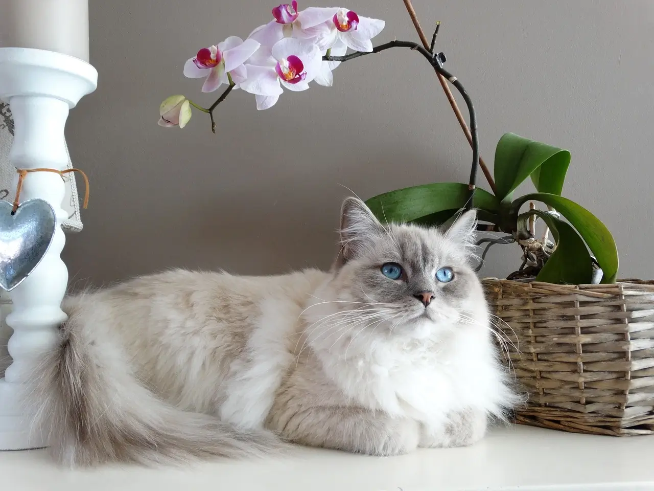 Kot Ragdoll Ragdoll – piękna, puszysta rasa kotów