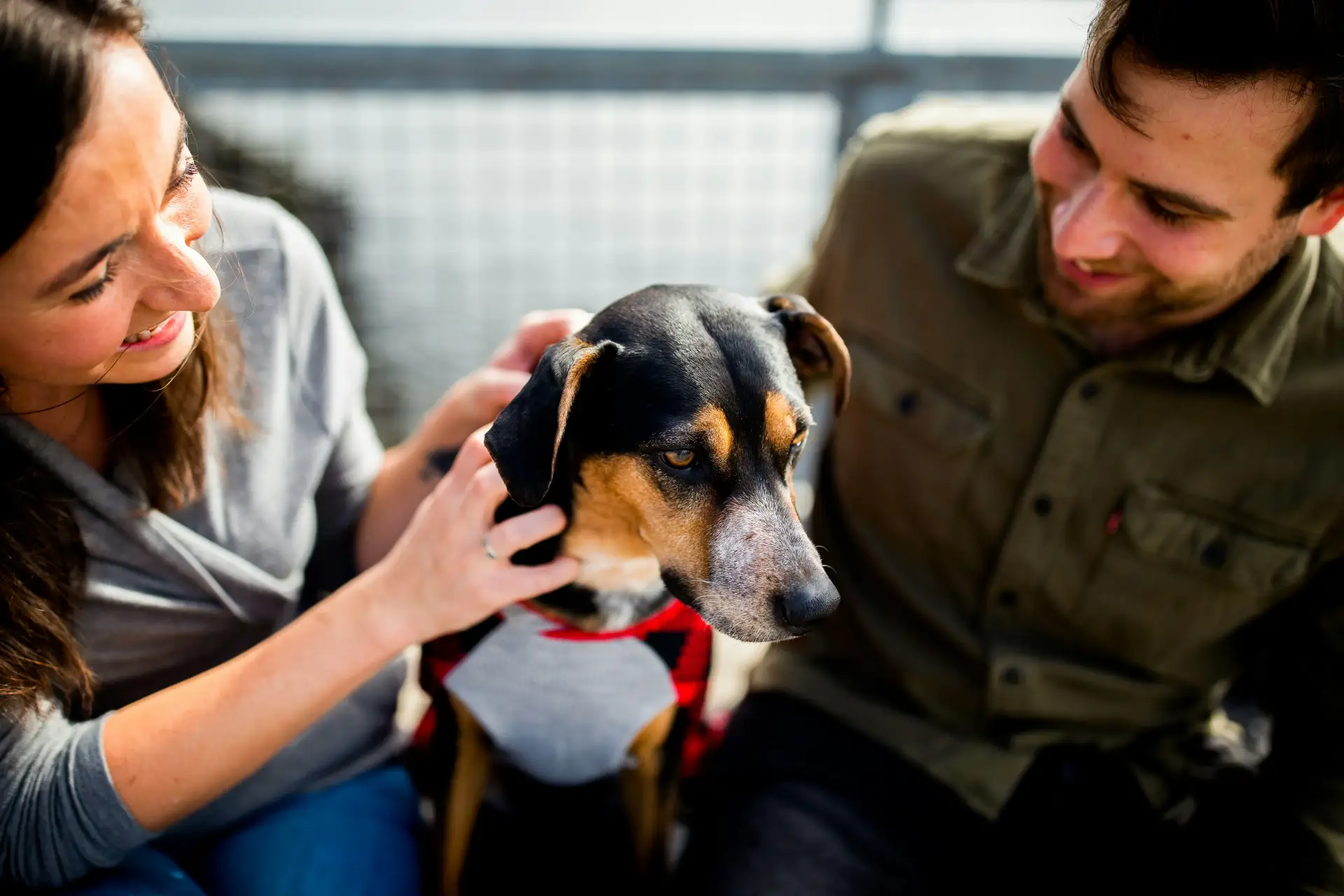 Para adoptująca psa ze schroniska Adopcja psa – mężczyzna i kobieta decydują się na zwierzaka