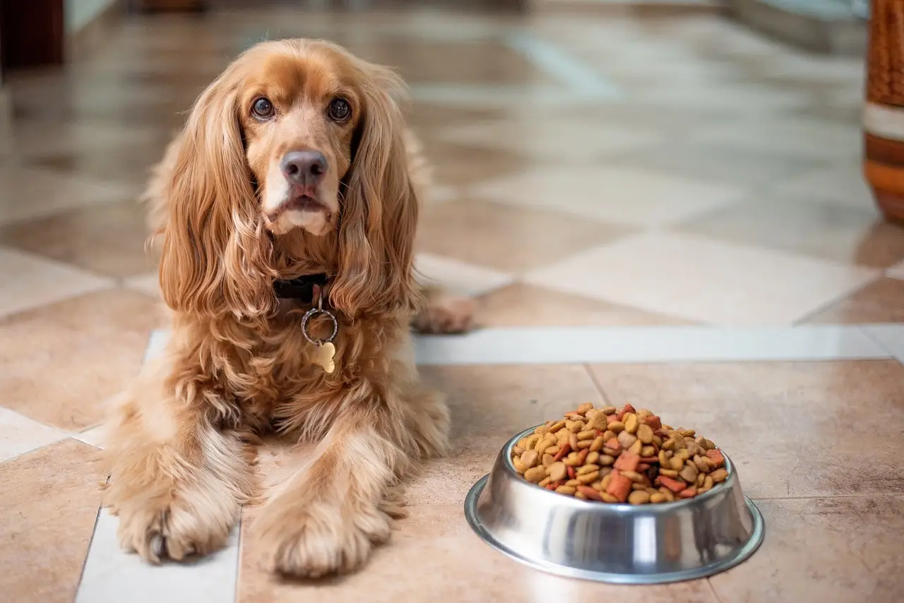 Zdrowa dieta jako profilaktyka wypadania sierści u psa Cocker spaniel z piękną sierścią leży przy misce zdrowej karmy 