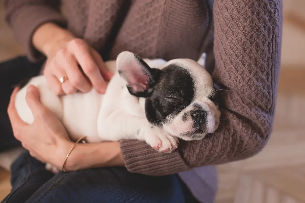 Bulldog szczeniak z hodowli na rękach Kobieta trzyma na rękach biało-czarnego szczeniaka rasy buldog