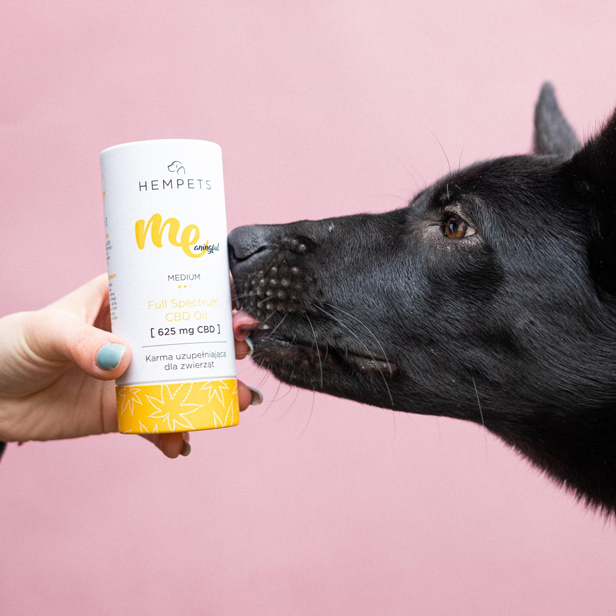 Czarny pies obok opakowania oleju CBD na padaczkę MEaningful Hempets