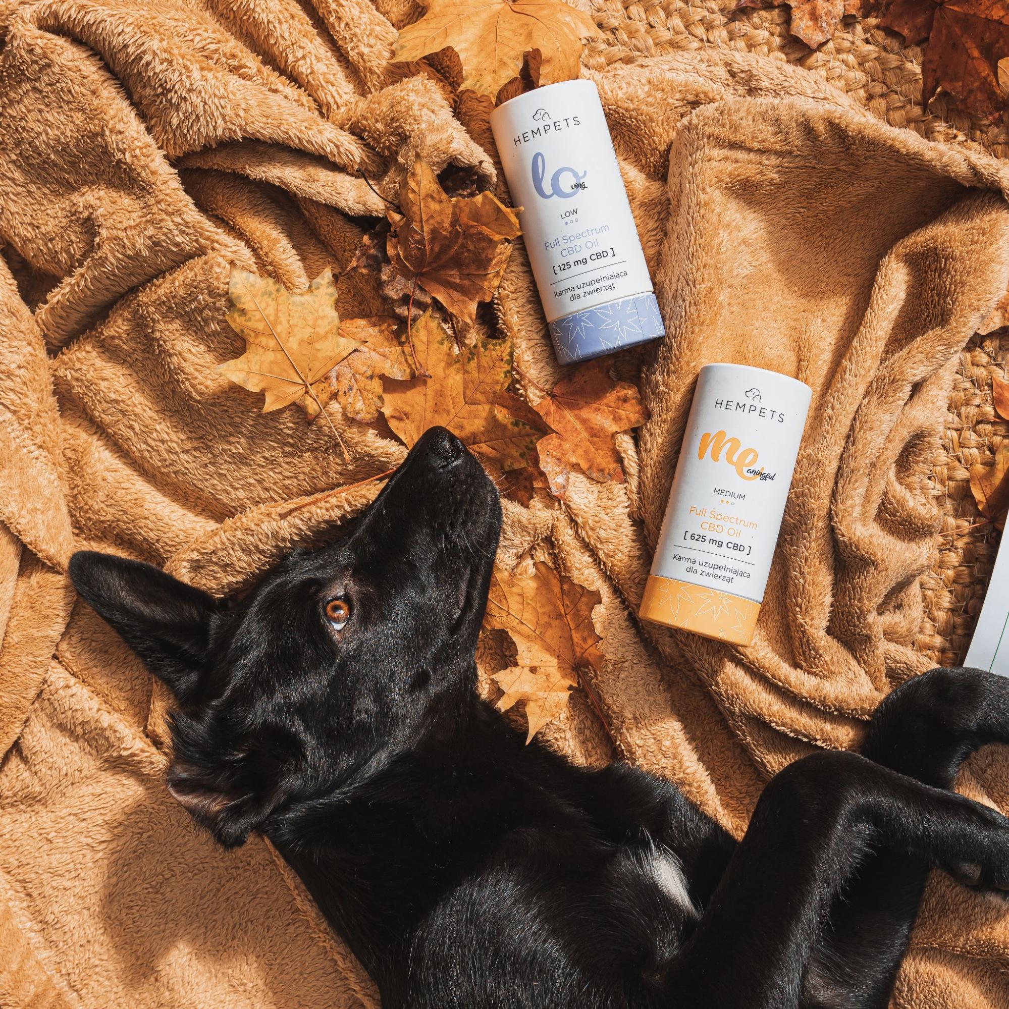 Błyszcząca sierść u psa, który regularnie dostaje oleje Hempets® Wholesome