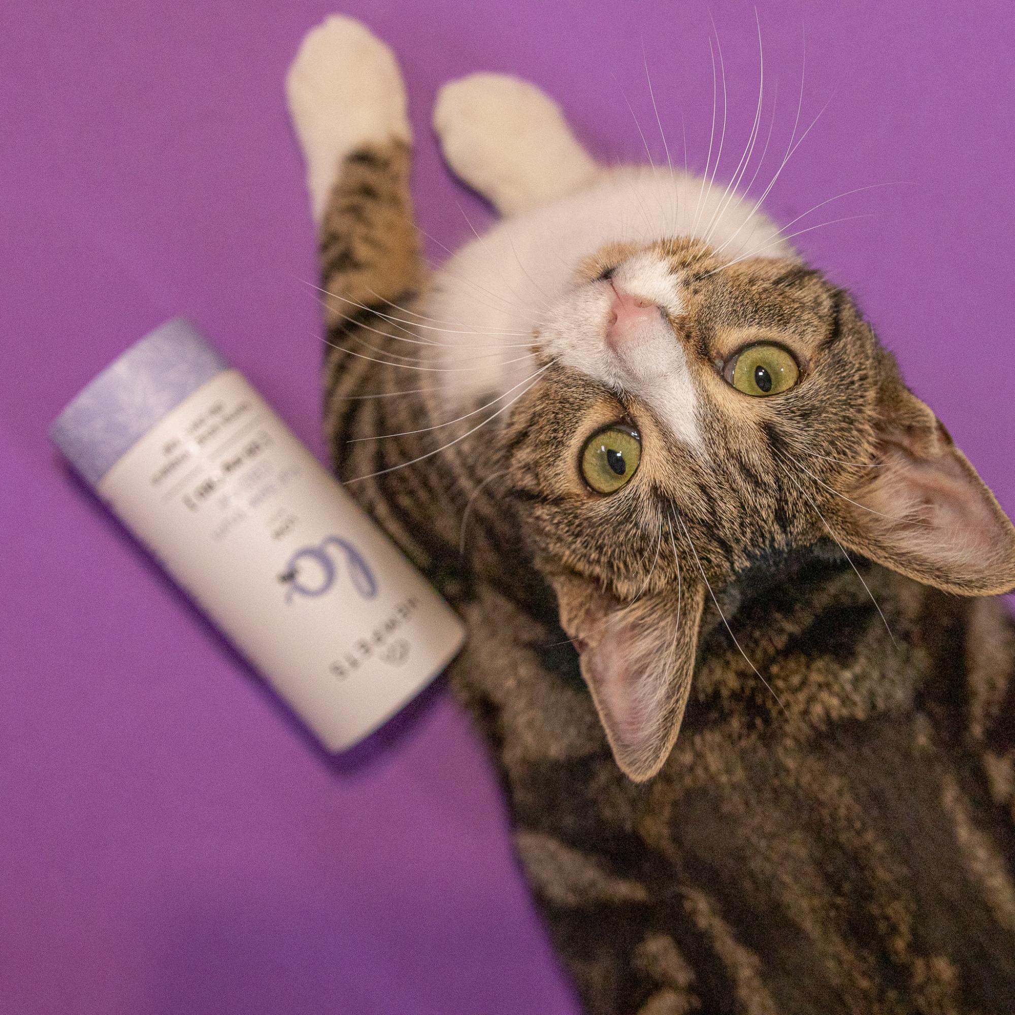 Kot obok butelki oleju LOving Hempets: zadbane, zdrowe koty żyją dłuże