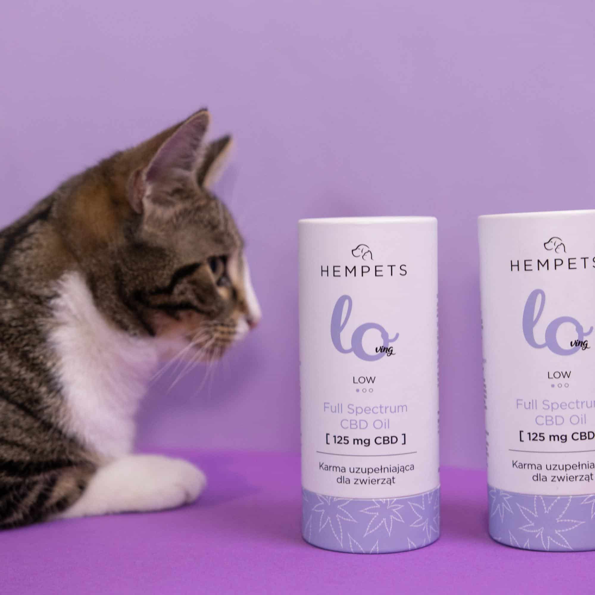 Kot z kocim katarem przy oleju CBD LOving Hempets®