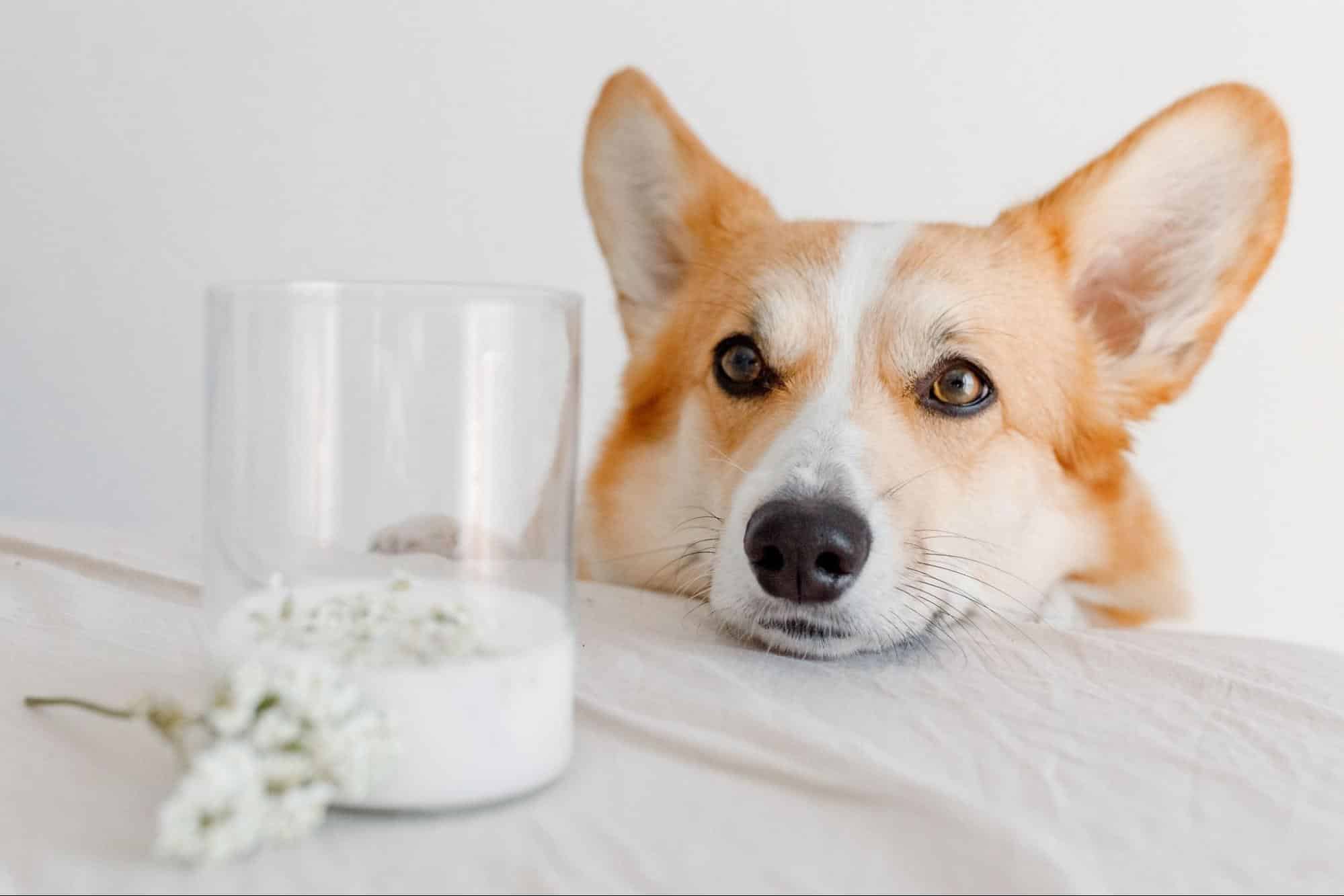 Pies corgi przy szklance jogurtu i białych kwiatach